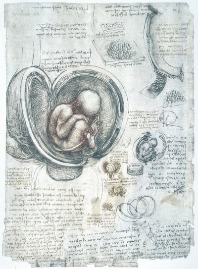 Anatomy Studies by Leonardo da Vinci